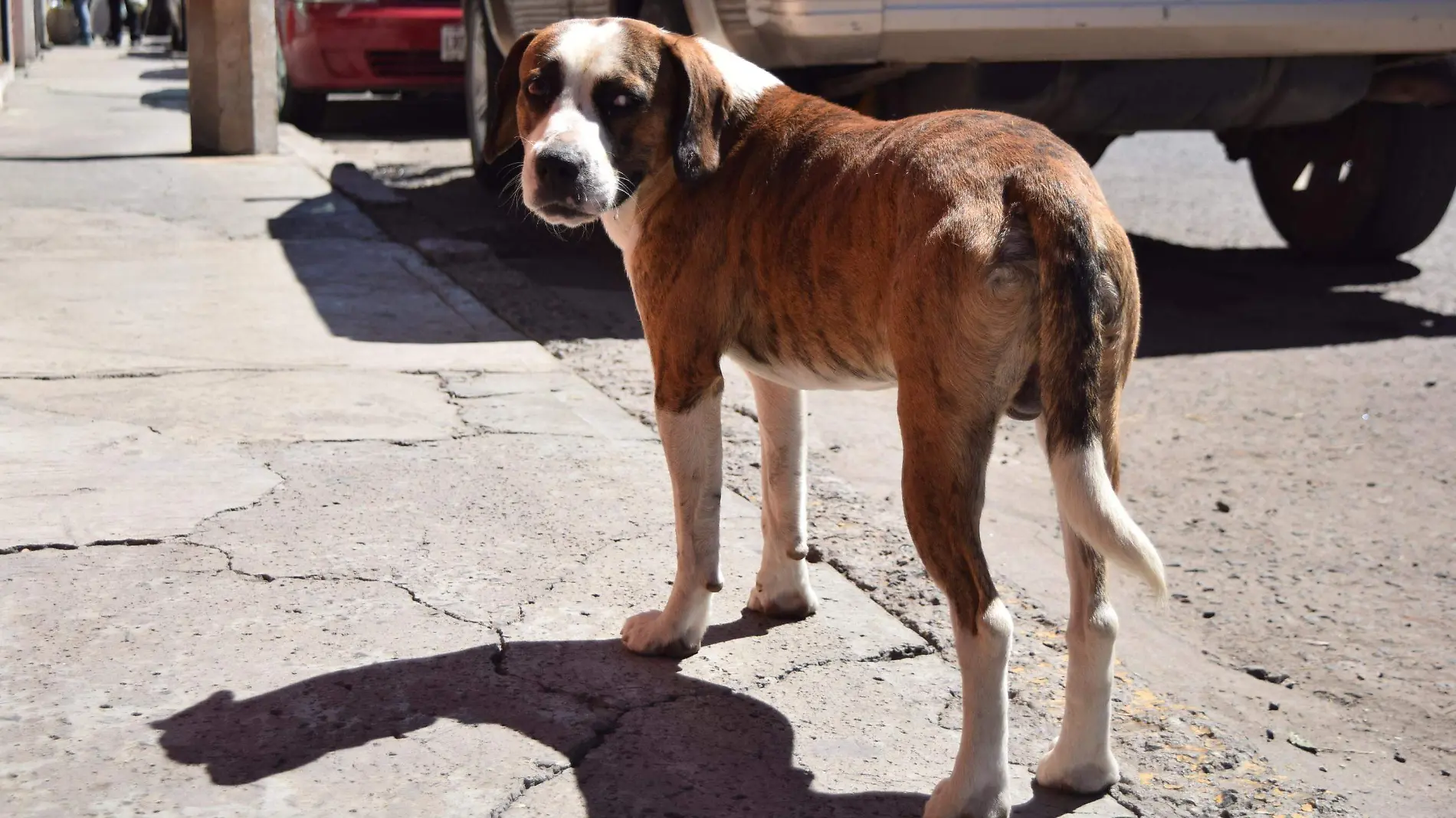 Combaten sobrepoblaci_n de perros y gatos en situaci_n de calle.  Archivo  El Sol de San Juan del R_o.